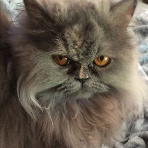 Meet your Posher, Bev